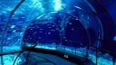 𓎟𓎟 flippers & friends ˳ᴗ ᴗ) Discord server banner