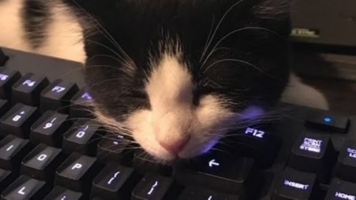 Pirates Discord server banner