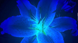 𝓑𝓵𝓾𝓮 𝓒𝓱𝓻𝓸𝓷𝓲𝓬𝓵𝓮𝓼 server banner