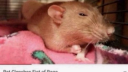 Weirdos & Ratjects Discord server banner