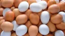 Egg_Men banner