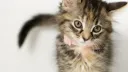 Jaspergers Discord server banner