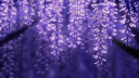 Garden Sanctuary server banner