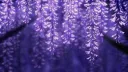 Garden Sanctuary Discord server banner