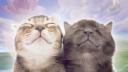 rkive server banner