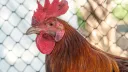 Roosters Discord server banner