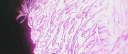 ✶ 𝗦𝗜𝗟𝗩𝗘𝗥 𝗔𝗚𝗘 banner