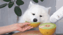 Honeydew banner