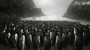 Penguin Gary Discord server banner