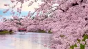 🌸 𝐒𝐚𝐤𝐮𝐫𝐚 𝐆𝐚𝐫𝐝𝐞𝐧 🌸 banner