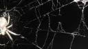 Pókverzum banner