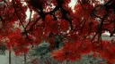 Ouran Highschool Host Club Discord server banner