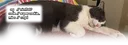 Soggy Cat Every Hour#2229 banner