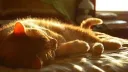 Meowverse server banner