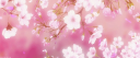 🌷🎋⧼𝗞𝘂𝗺𝗶𝗶’𝘀 𝗰𝗼𝗺𝗺𝘂𝗻𝗶𝘁𝘆 ⧽🎋🌷 banner