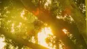 ᪤ 𓂃 ʿ fauna valleyׄ  :  ᪤ server banner