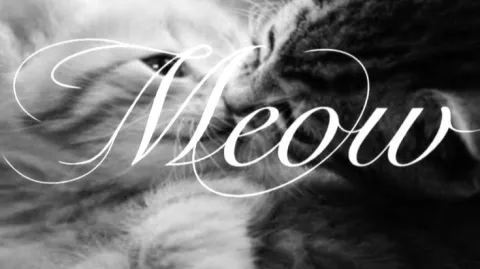 𝐌𝐨𝐨𝐧𝐂𝐚𝐭 banner