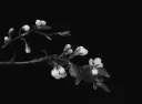 serene˖˚⊹ ꣑ৎ Discord server banner