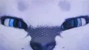 Snowfox Renders banner