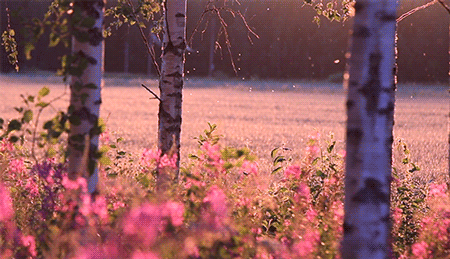 𝑳𝒂𝒏𝒅 𝒐𝒇 𝑴𝒂𝒈𝒊𝒄 banner