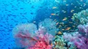 the reef (slow revamp) Discord server banner