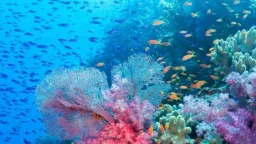 the reef (slow revamp) server banner