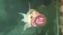 immortal server Banner