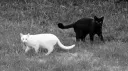 .mp4 banner