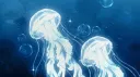 ︵ . 𝕸𝘰𝘰𝘯𝘸𝘢𝘷𝘦  𝜗𝜚 server banner