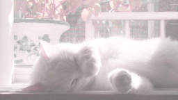 🎀 Ask To Dm ^⩊^⟆ Cutecats﹒Social﹒Active﹒Guild tags﹒Vc﹒Giveaways & Emotes﹒Ask2DM server banner