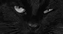 🕯⋆⭒˚｡⋆ server banner