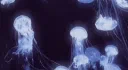 𓆝 ⋆.˖🪼oasis server banner