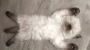 /pussycats ᓚᘏᗢ Discord server banner