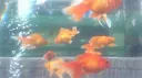 ♱•ɴɪʙᴇʟʜᴇɪᴍ•♱ Discord server banner
