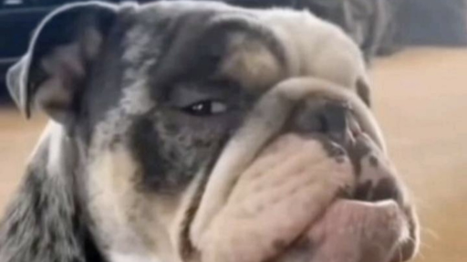 cheezeburgs lovers Discord server banner