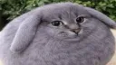 LOCUS:\ banner