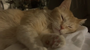 🐈 Cat Folder | Cats Server Discord server banner