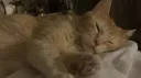 🐈 Cat Folder banner