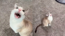 🐈 Cat Folder | Cats Server Discord server banner