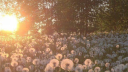 ⋆˚✦ ﹕ Moonlight cafe | 𝓗angouts . 𝓖aming . 𝓒hilling | #RT900 Discord server banner