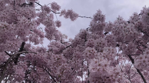 🦇 saint 𑣲 Discord server banner