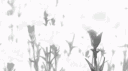 Lashes Lounge banner