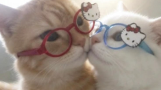 🐈𝗖𝘂𝘁𝗲 𝗸𝗶𝘁𝘁𝘆 𝘀𝘁𝗮𝘁𝗶𝗼𝗻🐈 Discord server banner