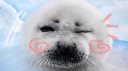 Sealtastic Arctic Discord server banner