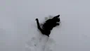 /cifer Discord server banner