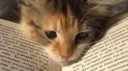 meowmeowmeow Discord server banner