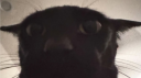 Cat's Basement server banner