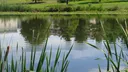 Dino's Cottage Discord server banner