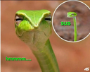 The Daily Emerald Community Server Banner
