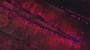 Cyberpunk: Blood & Chrome Discord server banner
